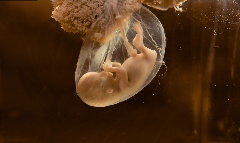 供卵试管胚胎着床需要什么条件