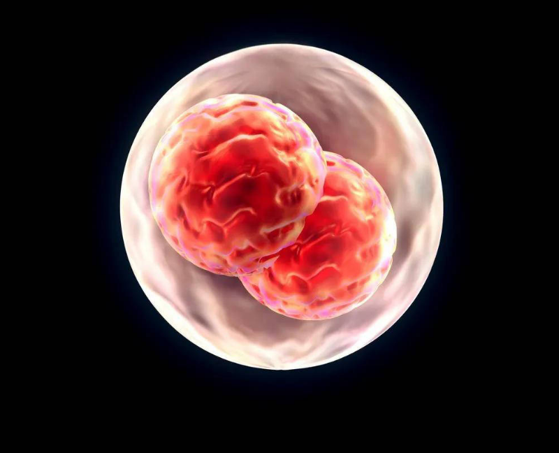 供卵助孕怎么选择胚胎