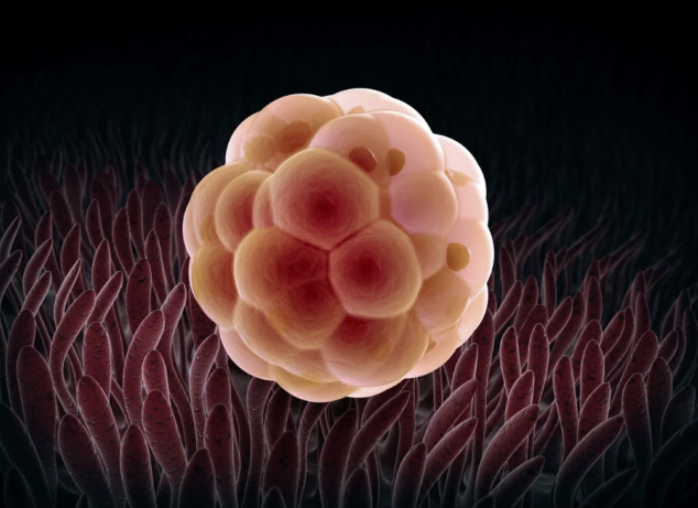 供卵助孕囊胚和鲜胚的区别