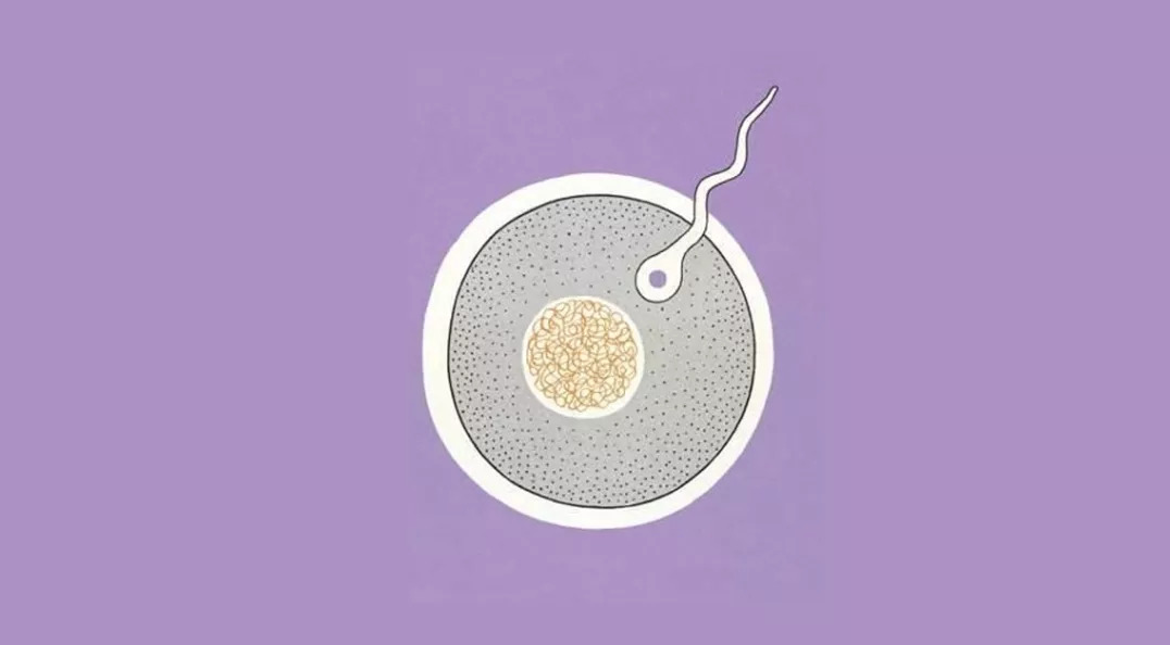 试管助孕：24个胚胎全部养囊好还是冻