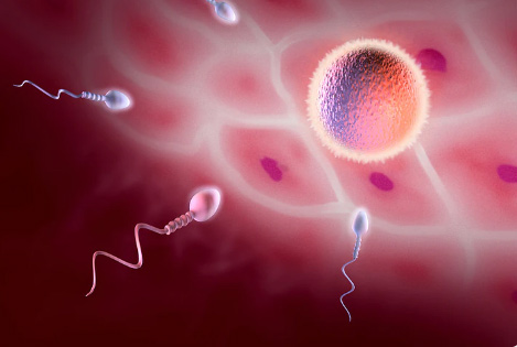 三代试管婴儿PGS/PGD活检会对囊胚造成